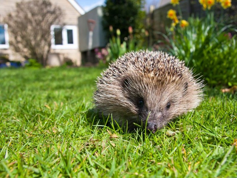 A helping hand for hedgehogs